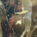 Gobiusculus flavescens (Schwimmgrundel)